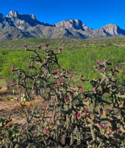 Cholla cactus and the Catalina Mountains