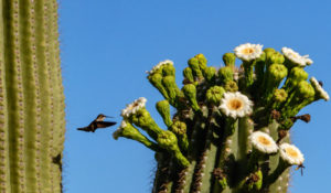 Saguaro cactus and hummingbird